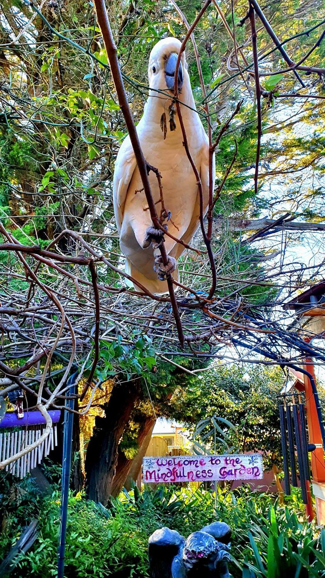Bowral Road Art Gallery Bed And Breakfast Mittagong Exterior foto